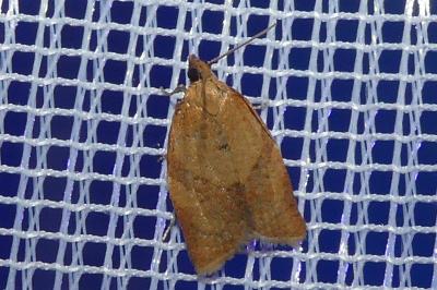 <i>Clepsis consimilana</i>