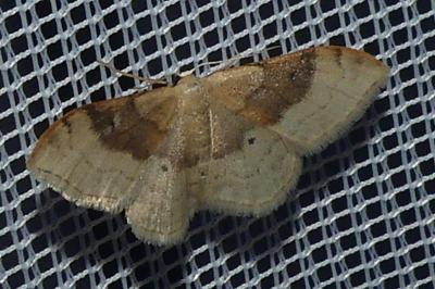 <i>Idaea degeneraria</i>