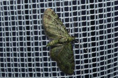 <i>Pasiphila rectangulata</i>