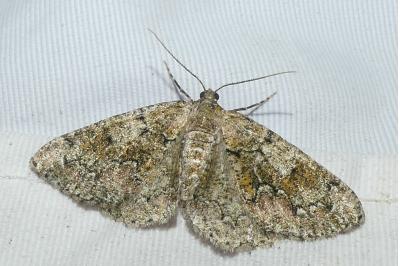 <i>Cleorodes lichenaria</i>