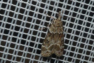 <i>Eudonia mercurella</i>
