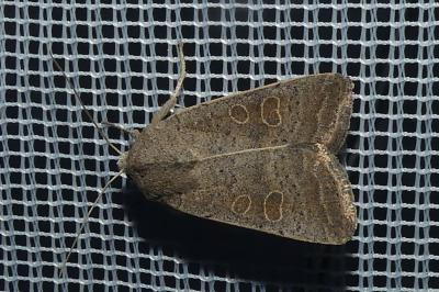 <i>Hoplodrina ambigua</i>