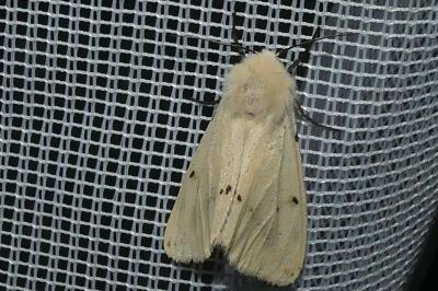 <i>Spilarctia lutea</i>