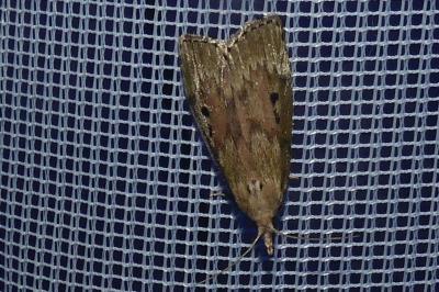<i>Aphomia sociella</i>