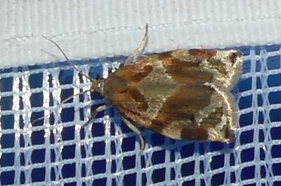 <i>Archips xylosteana</i>