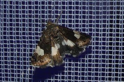 <i>Tyta luctuosa</i>
