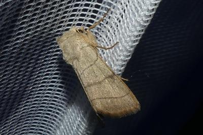 <i>Charanyca trigrammica</i>