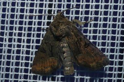 <i>Oligia</i>