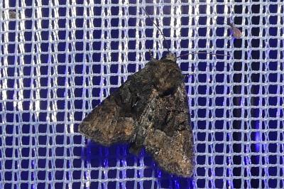 <i>Oligia</i>