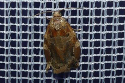 <i>Archips xylosteana</i>