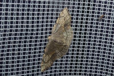 <i>Stegania trimaculata</i>