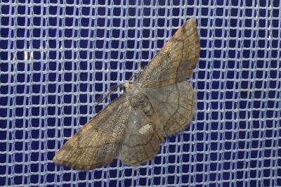 <i>Stegania trimaculata</i>