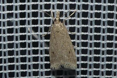 <i>Eudonia pallida</i>