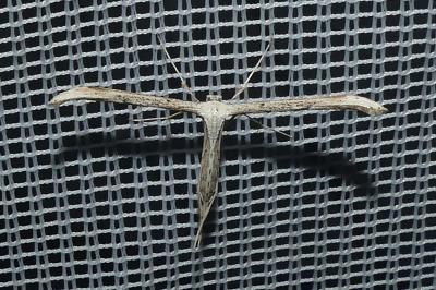 <i>Emmelina argoteles/monodactyla</i>