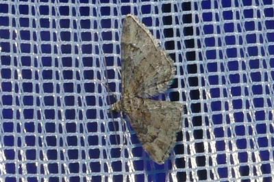 <i>Gymnoscelis rufifasciata</i>