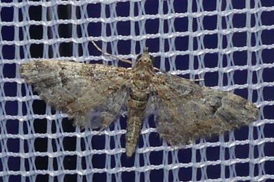 <i>Gymnoscelis rufifasciata</i>