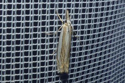 <i>Crambus pascuella</i>