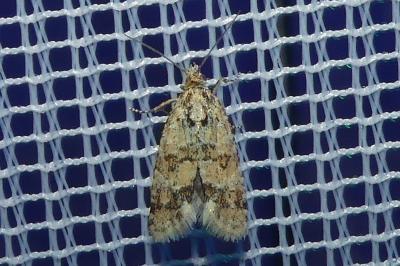 <i>Aethes williana</i>