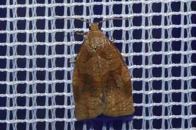 <i>Archips rosana</i>