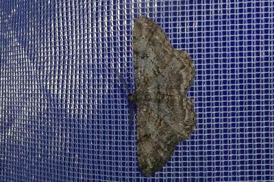<i>Peribatodes rhomboidaria</i>