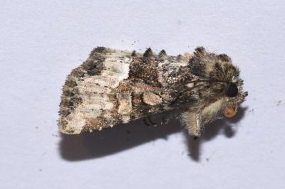 Oligia strigilis