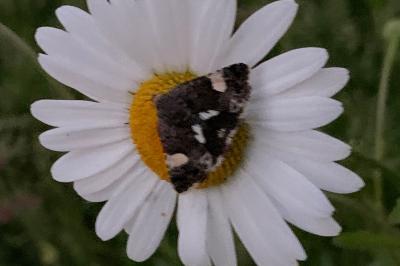 <i>Tyta luctuosa</i>