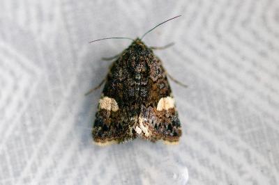 <i>Tyta luctuosa</i>