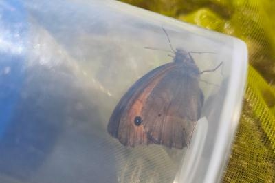 <i>Maniola jurtina</i>
