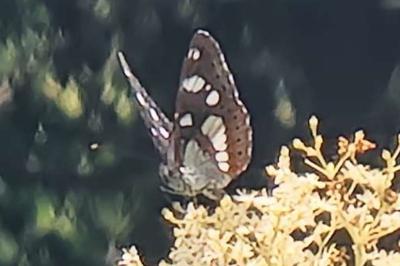 <i>Limenitis reducta</i>