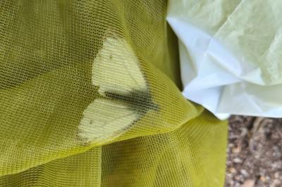 <i>Pieris napi</i>