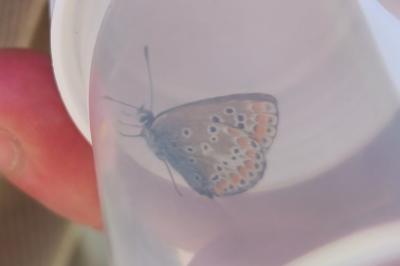 <i>Aricia agestis</i>