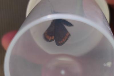 <i>Aricia agestis</i>