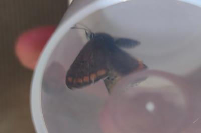 <i>Aricia agestis</i>