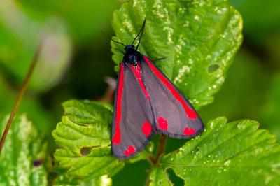 <i>Tyria jacobaeae</i>