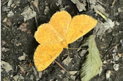 <i>Angerona prunaria</i>
