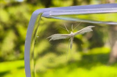 <i>Pterophorus pentadactylus</i>