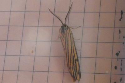 <i>Spiris striata</i>