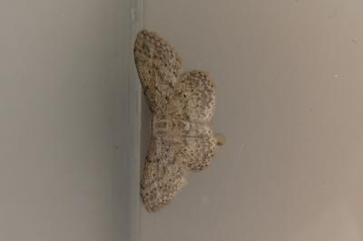 <i>Idaea seriata</i>
