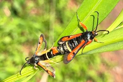 <i>Pyropteron chrysidiforme</i>