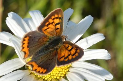 <i>Lycaena phlaeas</i>