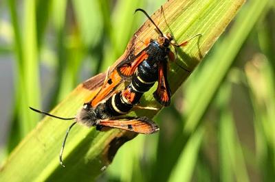 <i>Pyropteron chrysidiforme</i>