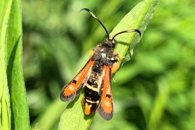 <i>Pyropteron chrysidiforme</i>