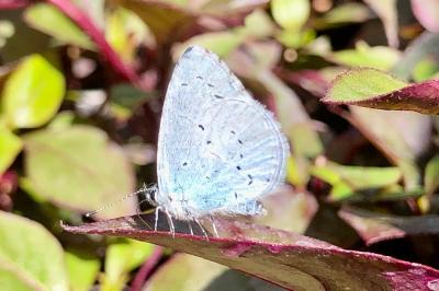 <i>Celastrina argiolus</i>