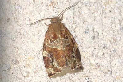 <i>Archips xylosteana</i>