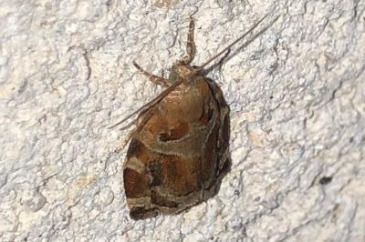 <i>Archips xylosteana</i>