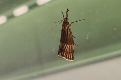 <i>Chrysocrambus linetella</i>