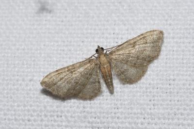 <i>Eupithecia haworthiata</i>