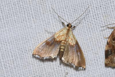 Agrotera nemoralis