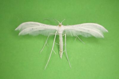 <i>Pterophorus pentadactylus</i>