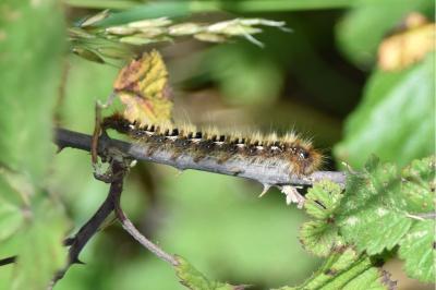 <i>Lasiocampa quercus</i>